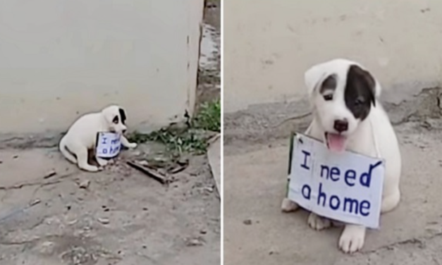 Vulnerable Puppy Alone on Vacant Street With a Sign On His Little Neck