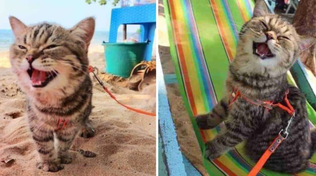 Cat Goes To The Beach For The Very First Time And Loves Every Second Of It