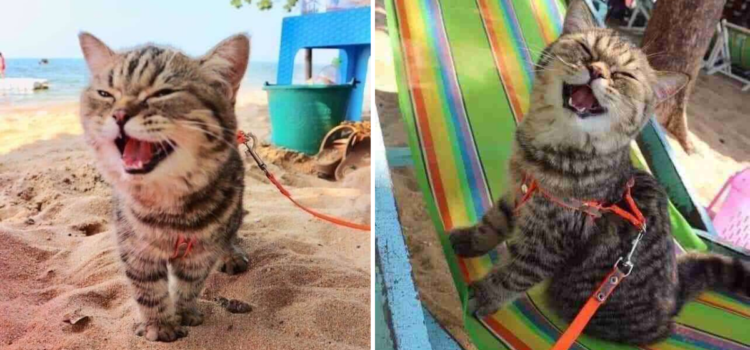 Cat Goes To The Beach For The Very First Time And Loves Every Second Of It