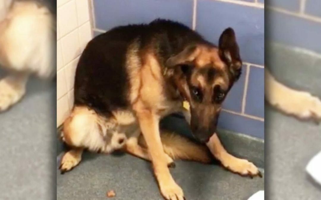 Dog Is Terrified After Family Abandons Him Alone For Horrible Reason