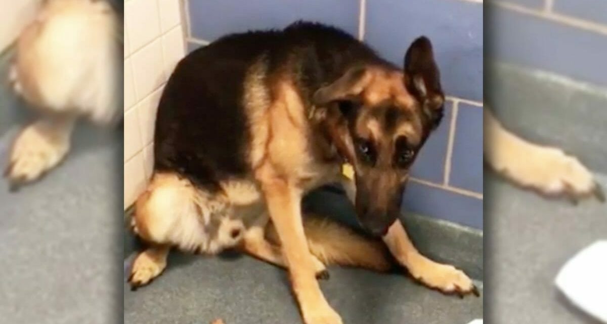 Dog Is Terrified After Family Abandons Him Alone For Horrible Reason