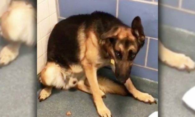 Dog Is Terrified After Family Abandons Him Alone For Horrible Reason