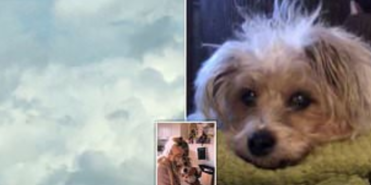 Grieving Dog Owner Sees Beloved Dog’s Face In The Sky Hours After It Passed