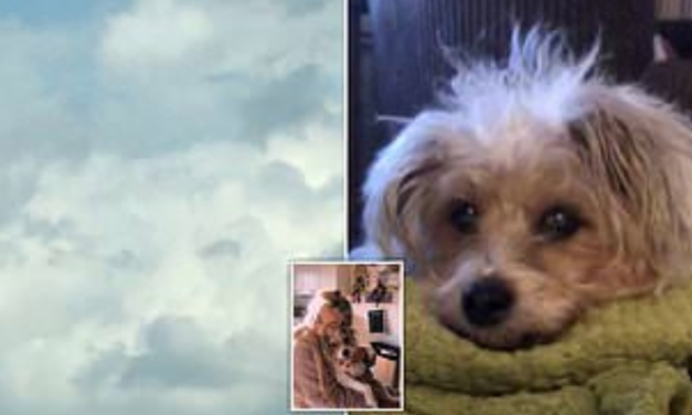 Grieving Dog Owner Sees Beloved Dog’s Face In The Sky Hours After It Passed