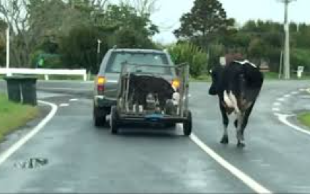 VIDEO: Mother Cow Runs After Her Calves Were Taken By Force