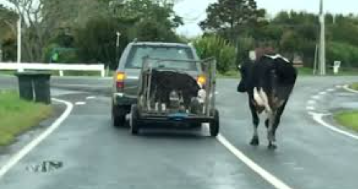 VIDEO: Mother Cow Runs After Her Calves Were Taken By Force