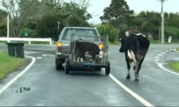 VIDEO: Mother Cow Runs After Her Calves Were Taken By Force