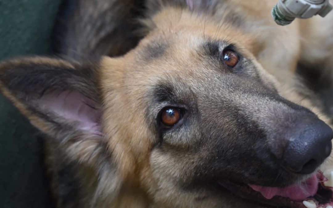 Belgian Shepherd Dogs Trained To Sniff Out Coronavirus Score Near-Perfect In Diagnosis Tests