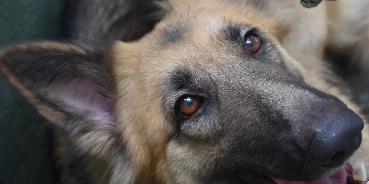Belgian Shepherd Dogs Trained To Sniff Out Coronavirus Score Near-Perfect In Diagnosis Tests