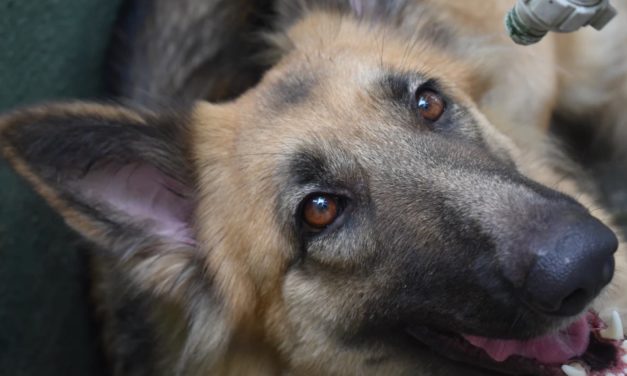 Belgian Shepherd Dogs Trained To Sniff Out Coronavirus Score Near-Perfect In Diagnosis Tests