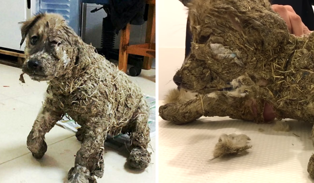 Small Puppy With Big Heart Covered In Industrial Glue Left To Die, Refuses To Give Up