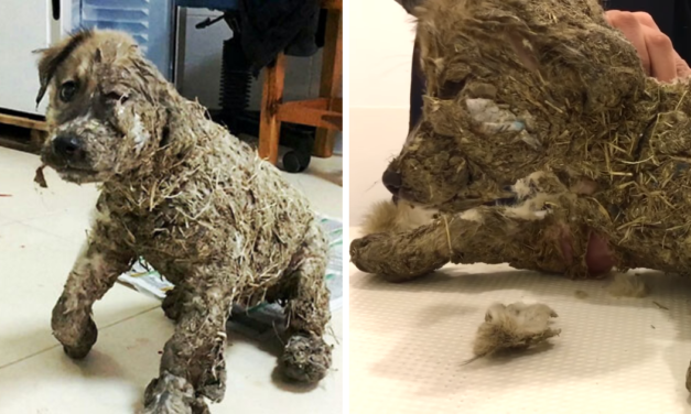 Small Puppy With Big Heart Covered In Industrial Glue Left To Die, Refuses To Give Up