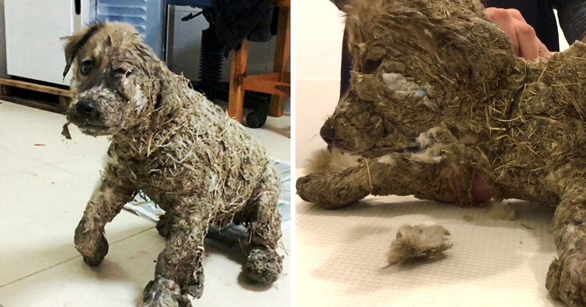 Small Puppy With Big Heart Covered In Industrial Glue Left To Die, Refuses To Give Up