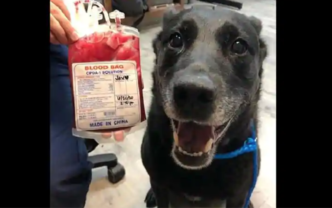 Doggo Saves Another Puppy’s Life And Is Happy As Can Be
