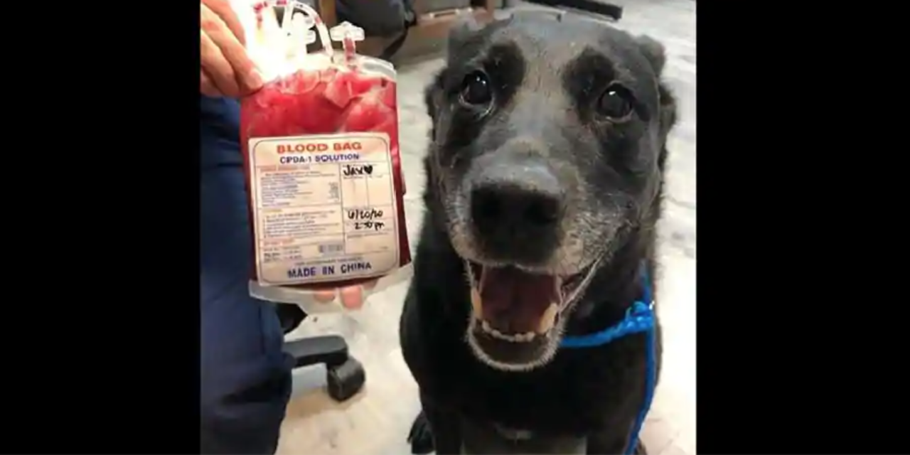 Doggo Saves Another Puppy’s Life And Is Happy As Can Be