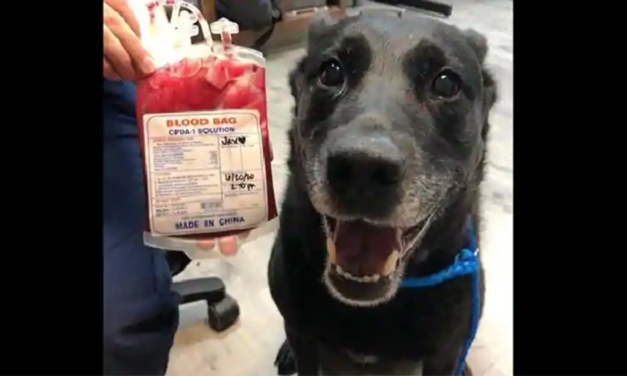 Doggo Saves Another Puppy’s Life And Is Happy As Can Be