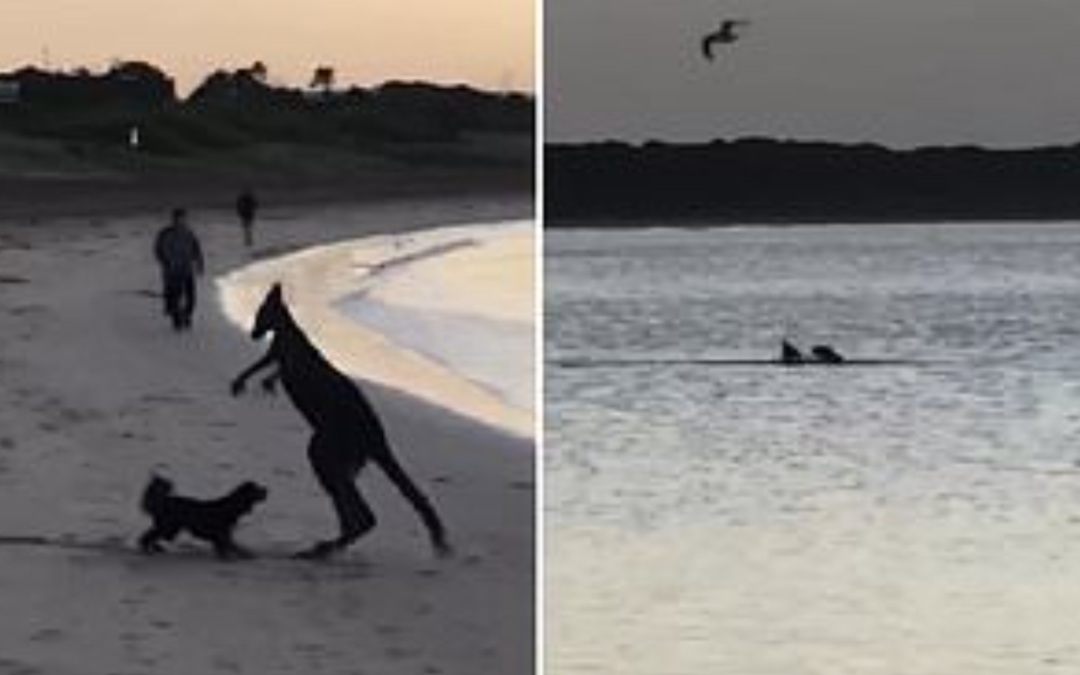 Kangaroo Chased And Attacked By Dogs At Melbourne Beach