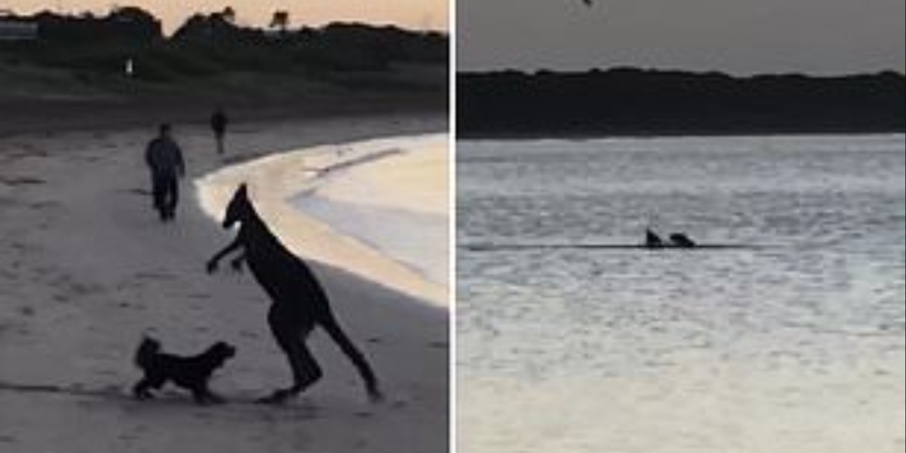 Kangaroo Chased And Attacked By Dogs At Melbourne Beach