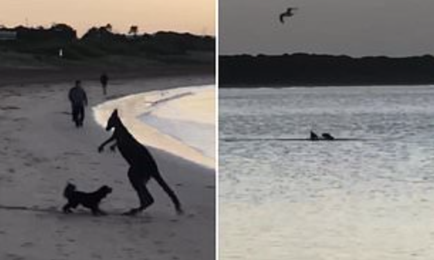 Kangaroo Chased And Attacked By Dogs At Melbourne Beach
