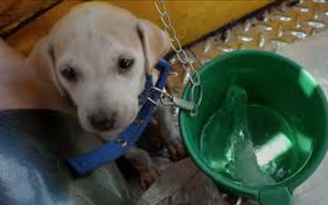 Tricycle Driver Gives His Pet Puppy an Expirience of a Lifetime
