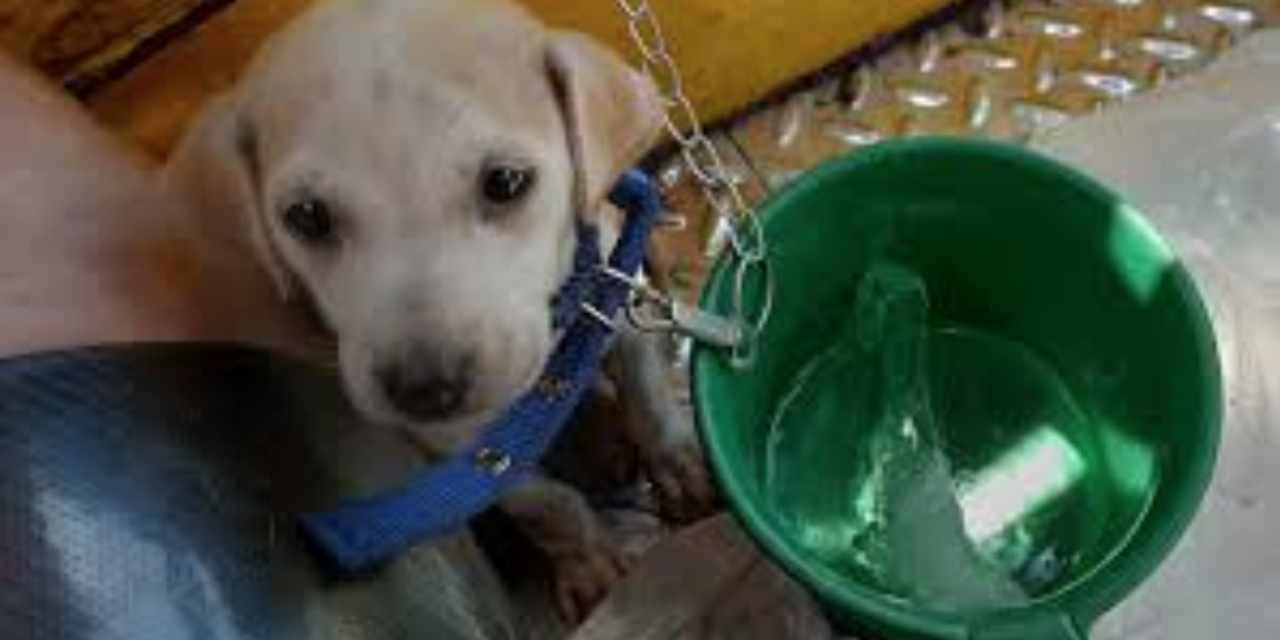 Tricycle Driver Gives His Pet Puppy an Expirience of a Lifetime