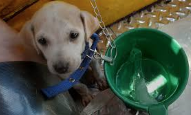 Tricycle Driver Gives His Pet Puppy an Expirience of a Lifetime