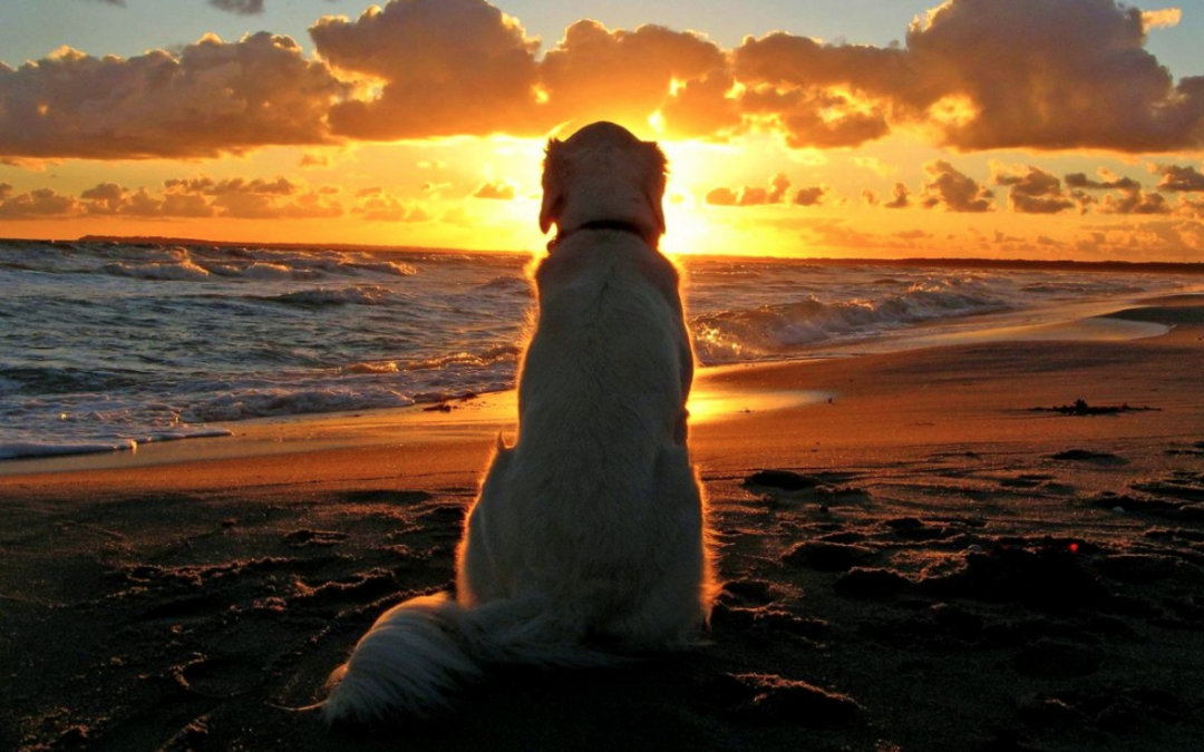 A Dog Never Dies, He’s Just Sleeping In Your Heart
