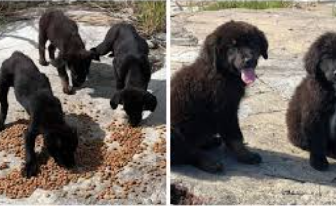 Man Finds 7 Abandoned Crying Puppies On Deserted Island