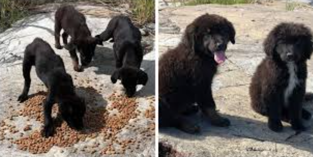 Man Finds 7 Abandoned Crying Puppies On Deserted Island