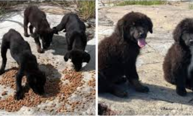 Man Finds 7 Abandoned Crying Puppies On Deserted Island