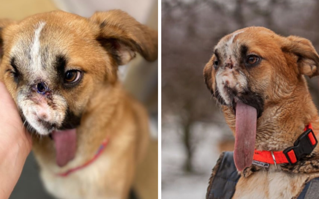 Dog Miraculously Survives After Being Shot In The Face and Wins Everyone’s Heart