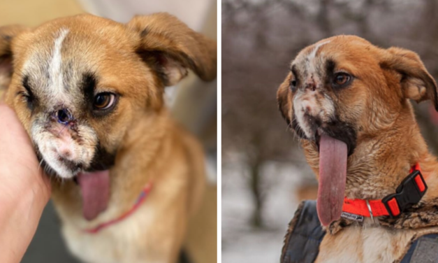 Dog Miraculously Survives After Being Shot In The Face and Wins Everyone’s Heart