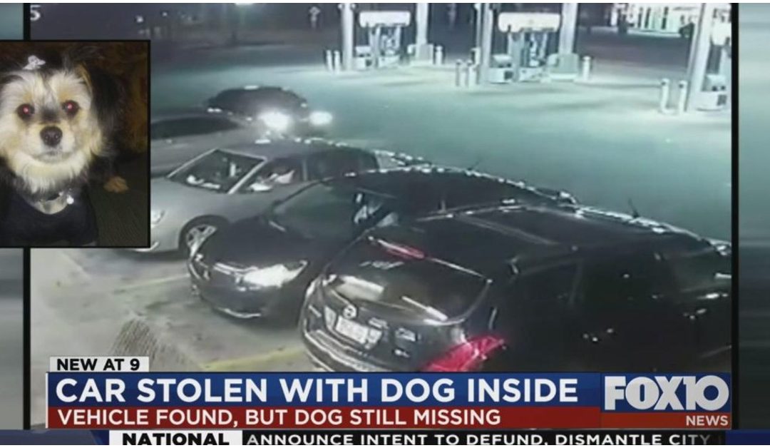 A Car Was Stolen With A Dog Inside, The Vehicle Was Found But There Is No Sign Of The Dog