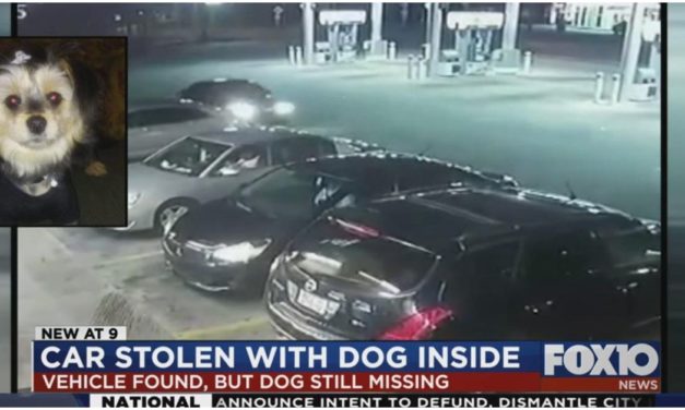 A Car Was Stolen With A Dog Inside, The Vehicle Was Found But There Is No Sign Of The Dog