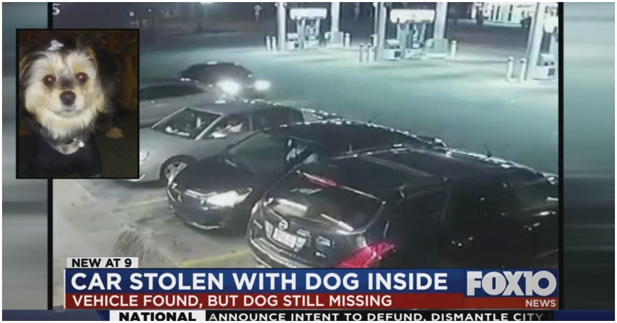 A Car Was Stolen With A Dog Inside, The Vehicle Was Found But There Is No Sign Of The Dog