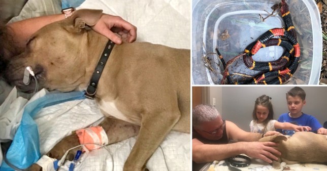 Heroic Pit Bull Saves Children From Snake And Dies From Snake Bite