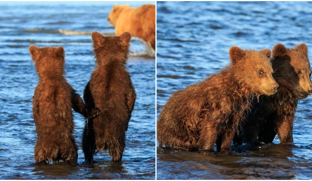 Adorable Moment Captured, Bear Cubs Hold Their Hands Waiting While Their Mom Hunts For Dinner