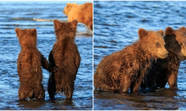 Adorable Moment Captured, Bear Cubs Hold Their Hands Waiting While Their Mom Hunts For Dinner
