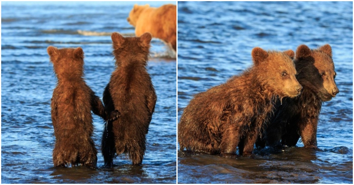 Adorable Moment Captured, Bear Cubs Hold Their Hands Waiting While Their Mom Hunts For Dinner