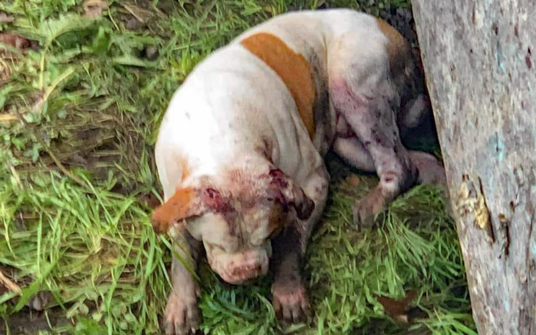 SPCA To Investigate Abused Puppy With Broken Legs And Broken Back