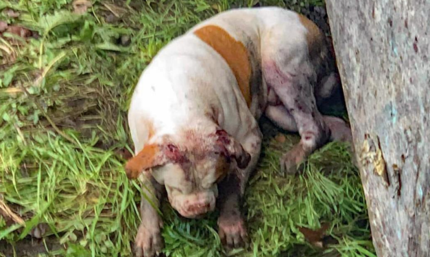 SPCA To Investigate Abused Puppy With Broken Legs And Broken Back
