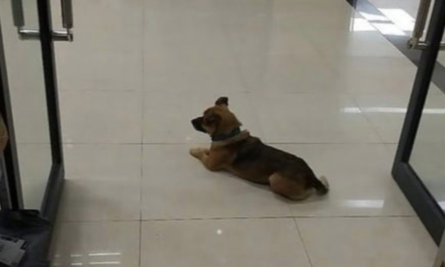 Loyal Dog Teaches Us What Real Love Is, Waits In The Lobby For 3 Months After Owner’s Death