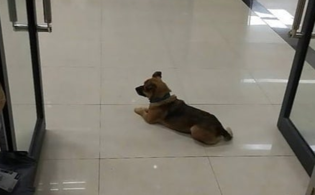 Loyal Dog Teaches Us What Real Love Is, Waits In The Lobby For 3 Months After Owner’s Death