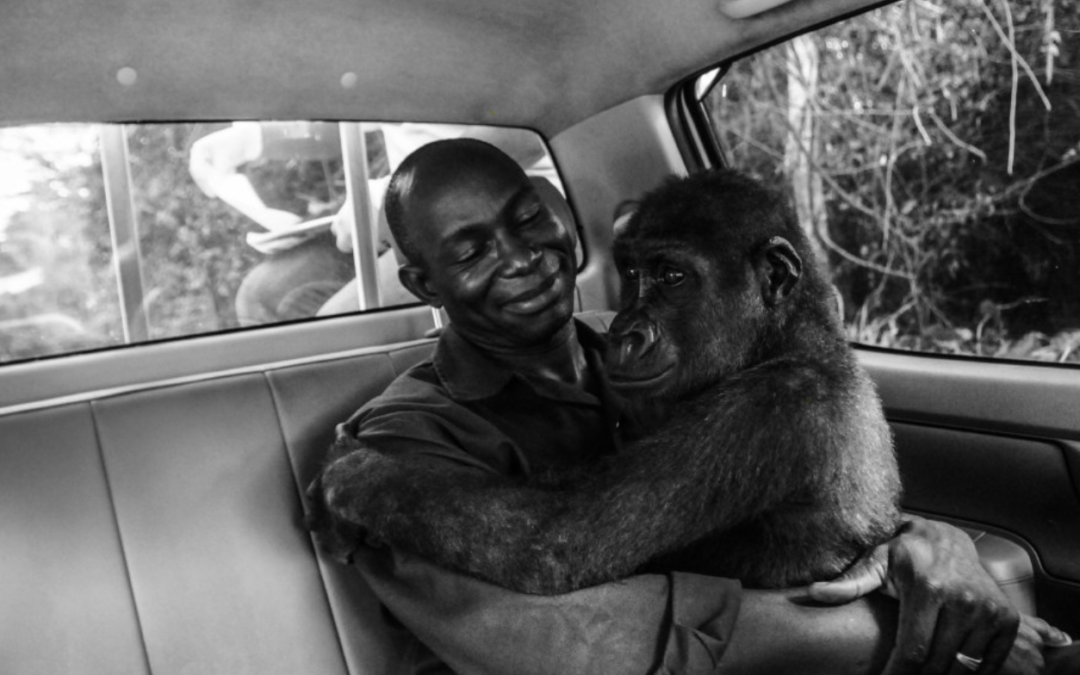 Heartmelting Photo Of Gorilla Hugging The Man Who Saved Her Life Wins Wildlife Photographer Of The Year Award