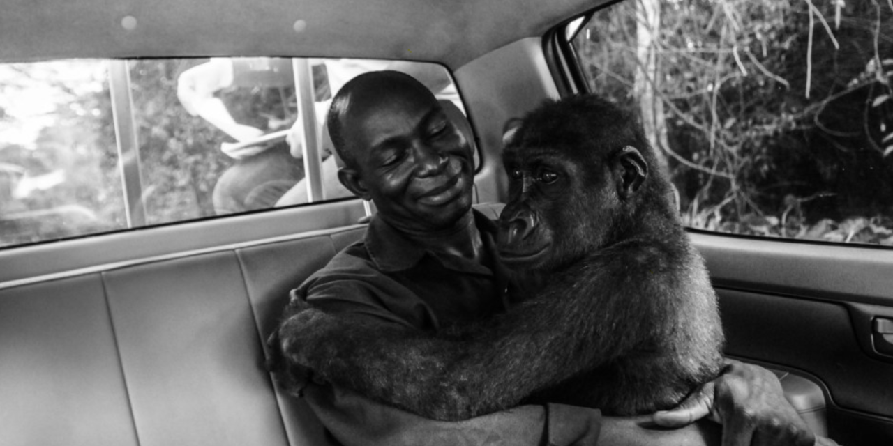 Heartmelting Photo Of Gorilla Hugging The Man Who Saved Her Life Wins Wildlife Photographer Of The Year Award