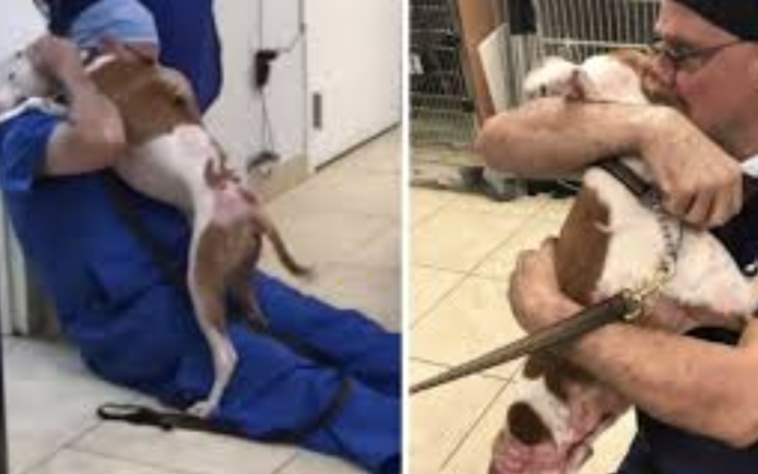 Homeless Dog Can’t Stop Thanking Vet For Saving His Life