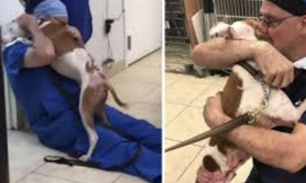 Homeless Dog Can’t Stop Thanking Vet For Saving His Life