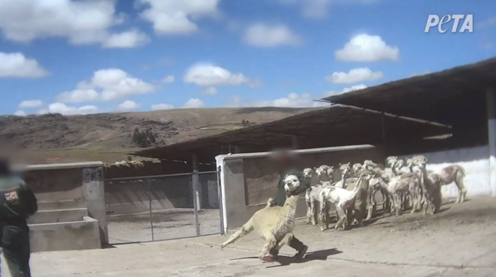 Disturbing Alpaca Wool Cruelty Crying Alpacas Abused For Jumpers And