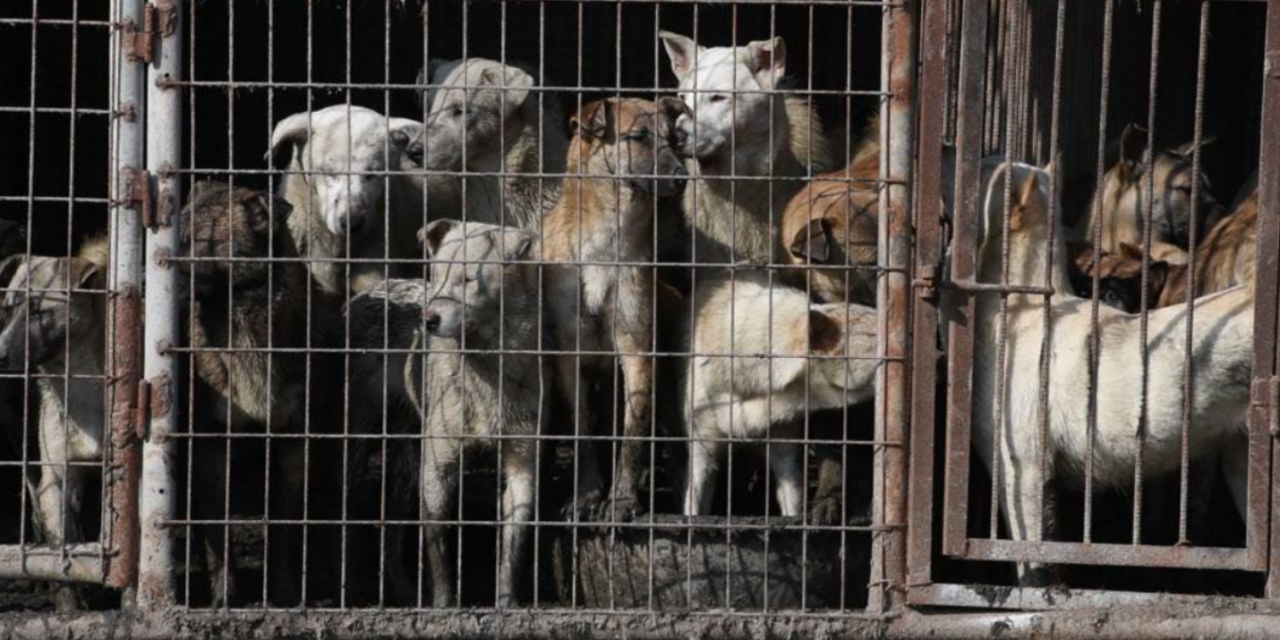 Yulin Dog Meat Festival 2020: Are We Closer To Banning Dog Meat Consumption?