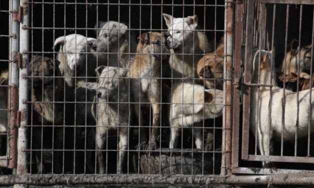 Yulin Dog Meat Festival 2020: Are We Closer To Banning Dog Meat Consumption?